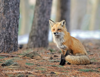 Renard roux / Red Fox