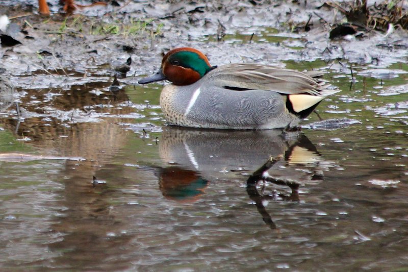 Green-winged Teal