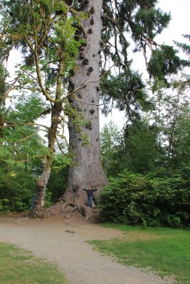 IMG_0217 - world's largest spruce tree