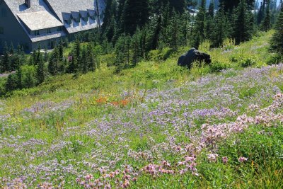 IMG_2071.jpg - Paradise Lodge