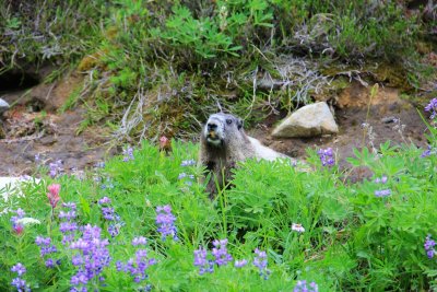 IMG_2050.jpg - Marmot