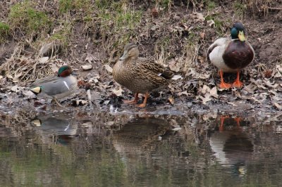 Green-winged Teal and pair of Mallards