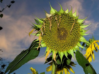 2006-08-31 Odd colored sunflower