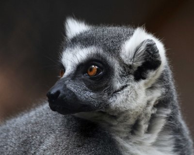 Los Angeles Zoo