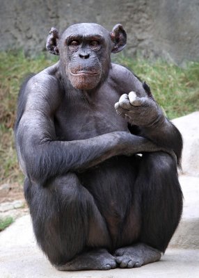Los Angeles Zoo