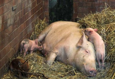 Hybrid piglets in Copenhagen Zoo