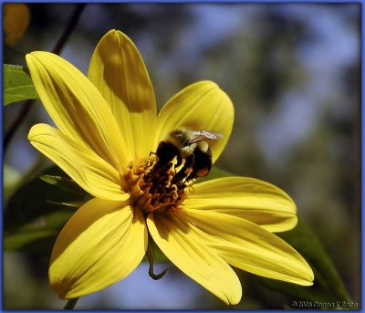 Bee on Woodland Sunflower