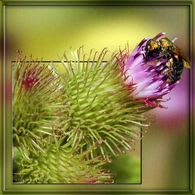 Halictid Bee on Burdock