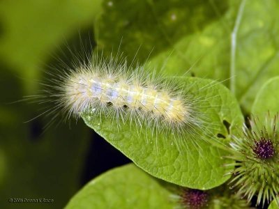 Woolly Yellow Caterpillar