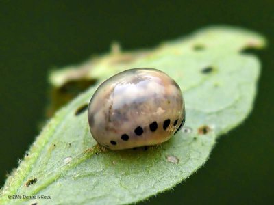 Swamp Milkweed Leaf Beetle Larva