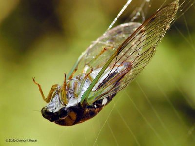 Cicada