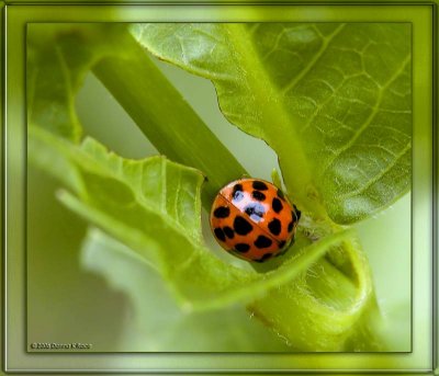 Multicolored Asian Lady Beetle