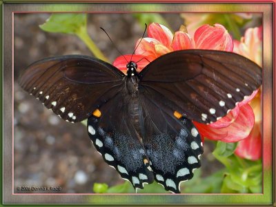 Spicebush Swallowtail