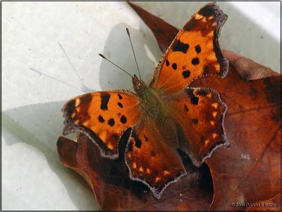 Eastern Comma