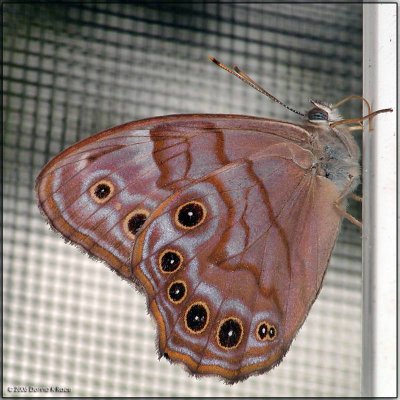 Northern Pearly-Eye