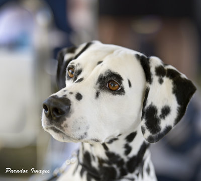 Gch Ch Xanadu's Angel Sabrina