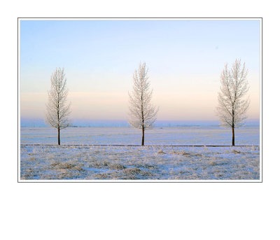 Hoar Frost on the Trees