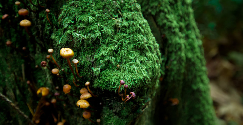 FragranceLk_120112-590-1.jpg
