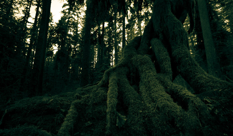 Moss & Green <br>(RockportSP_022213-4-1.jpg)*