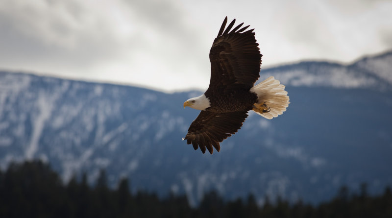 Bald Eagle Fly-By<br> (Canada1_041813_253-1.jpg)