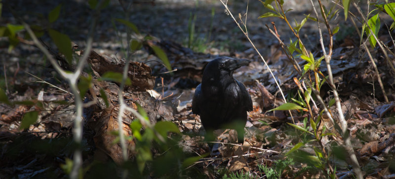 Foraging Crow<br> (Canada3_042213-77-1.jpg)