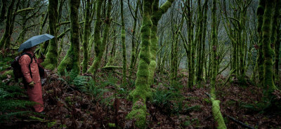 The Elfin Forest  (BakerRiver_120212-59-2.jpg)