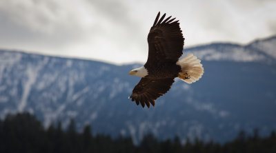 Bald Eagle Fly-By (Canada1_041813_253-1.jpg)