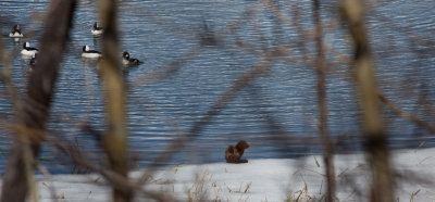 Ice Otter  (Canada1_042013_852-1.jpg)