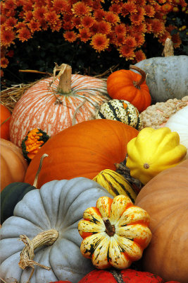 Fall 2012 - Pumpkins, fall photos, AMA at Nick's, Thanksgiving at Martha's, kittens, St. Bernard 
