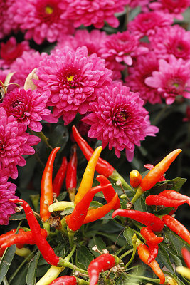 Fall 2012 - Pumpkins, fall photos, AMA at Nick's, Thanksgiving at Martha's, kittens, St. Bernard