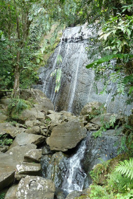 Doug and Trudy took us to El Yunque, the only rain forest in the U.S. 