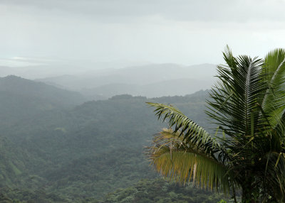 A rain forest view. Doug also took us to see a bit of the Puerto Rican Open, stadium for world baseball champs & his farm.