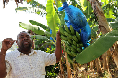 12 of us cruisers paid $65 each for an island tour. Here, guide Fatman gives us info on bananas. (Bags control sun exposure).