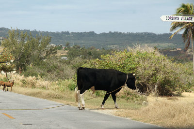 Cows on ropes have the right of way in Barbados 