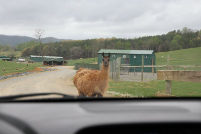 Visited the Virginia Safari Park, Natural Bridge. As soon as I drove in, the creatures came looking for food.