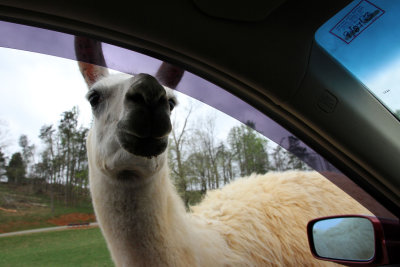 This llama was not giving up easily.  Unfortunately, I had not purchased a bucket of food.