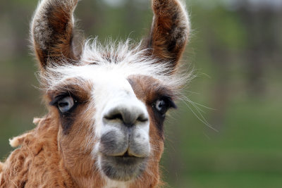 I took off and went to the Virginia Safari Park.  See separate gallery for many more pix!