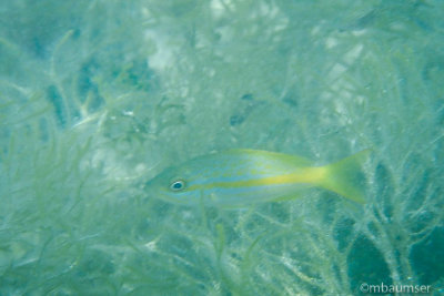 Pinel Island Fish 3
