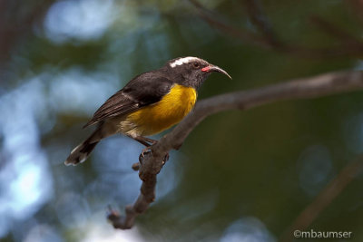 Bananaquit 2