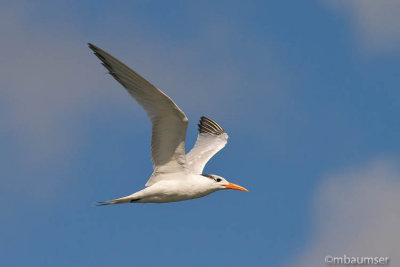Royal Tern 10545