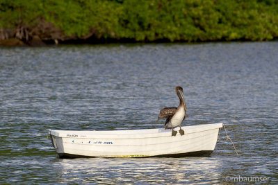 Brown Pelican On Row Boat