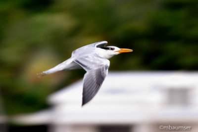 Royal Tern 10720
