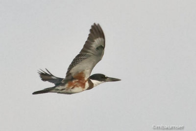 Belted Kingfisher 10731