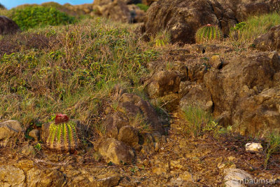 Cactus Landscape 11165