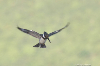  Belted Kingfisher 11230