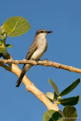 Eastern Kingbird 11275