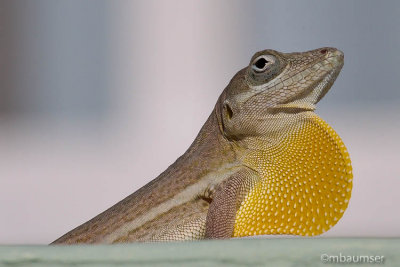 Gecko 11314