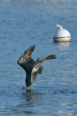 Brown Pelican Dive11545