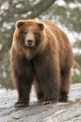 Brown Bear 35285