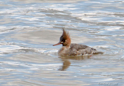 Red-breasted Merganser